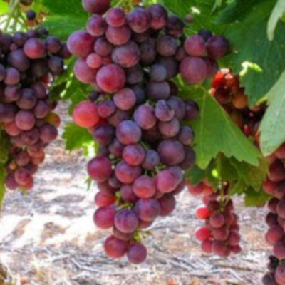 It is one of the most widespread varieties in viticulture