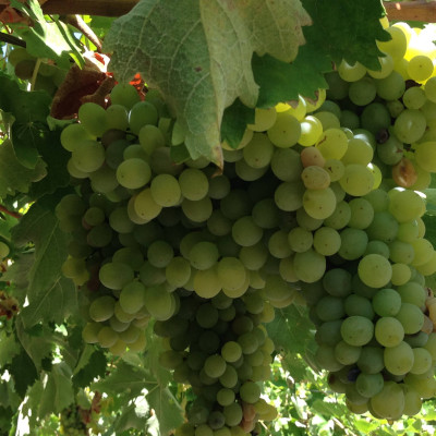 Vidiano is a white grape variety mainly found around Rethymnon, on Crete Island